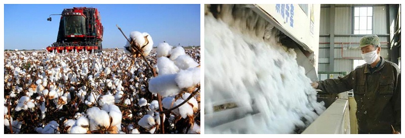 蓝鲸直播医纺